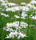 White Chives Seeds - 200+ Allium schoenoprasum Herb Seeds for Culinary Gardens & Containers