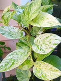 Snow Marble Queen Pothos Cuttings - 3 Fresh Epipremnum aureum Cuttings No Roots