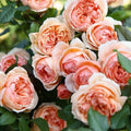Masora Rose Live Plant in 4" Pot - Rosa spp. Japanese Rose with Pink and White Blooms, Fragrant, Compact, Low Maintenance