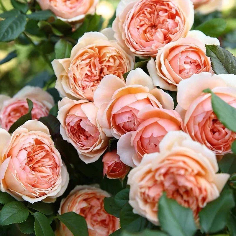 Masora Rose Live Plant in 4" Pot - Rosa spp. Japanese Rose with Pink and White Blooms, Fragrant, Compact, Low Maintenance