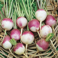 Organic Purple Top White Globe Turnip Seeds – Non-GMO, 300+ Brassica rapa Vegetable Seeds for Garden & Container Planting