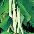 Bai Bu Lao Romano Bean Seeds - Non-GMO Pole, Stringless Green, Phaseolus vulgaris, High-Yield, Organic, Climbing Garden Seeds