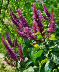 Purple Firespike Cuttings - 10 Organic Odontonema callistachyum Plants for Butterfly & Hummingbird Gardens