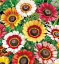 Painted Daisy Seeds - Over 400 Annual Chrysanthemum carinatum Flower Seeds for Garden & Cut Flowers
