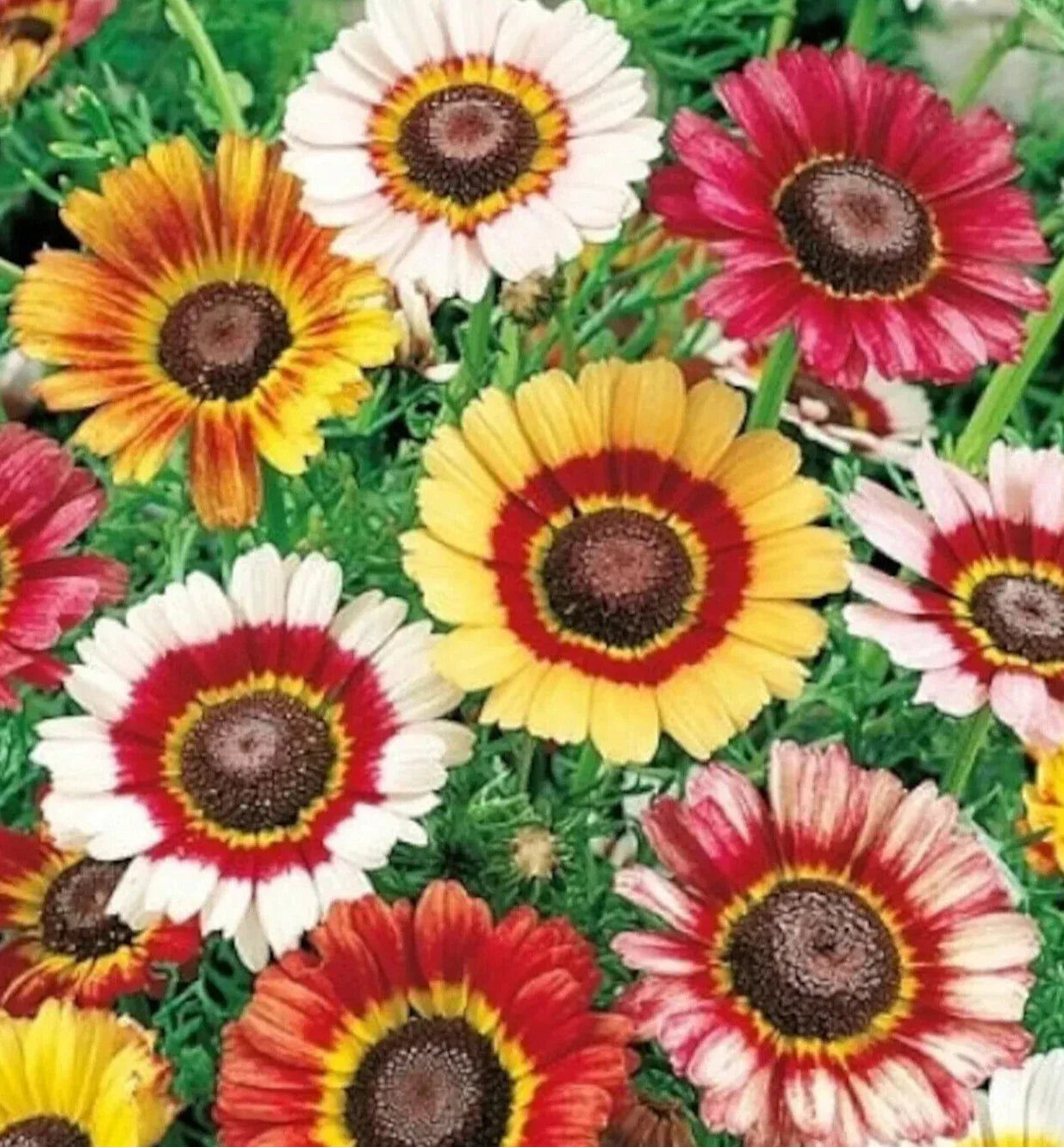 Painted Daisy Seeds - Over 400 Annual Chrysanthemum carinatum Flower Seeds for Garden & Cut Flowers