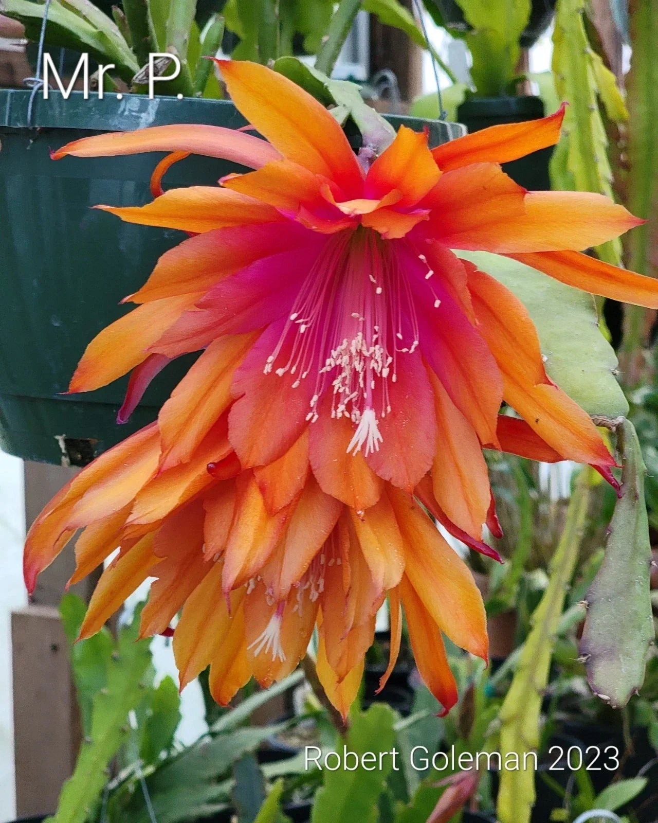 Epiphyllum 'Mr. P.' Rooted Cutting - Rare Orchid Cactus - Indoor Houseplant - Vibrant Fragrant Blooms - Epiphyllum spp.