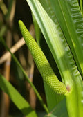 Sweet Flag Seeds, Ornamental Reed Grass, Acorus calamus, Fragrant Foliage, Wet Soil, Garden Border, 35 Seeds