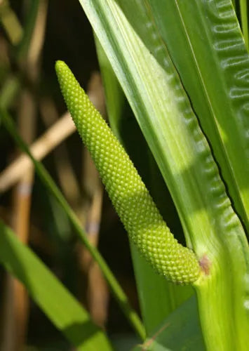Sweet Flag Seeds, Ornamental Reed Grass, Acorus calamus, Fragrant Foliage, Wet Soil, Garden Border, 35 Seeds