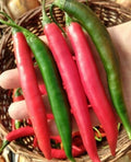 Thai Prik Chi Faa Pepper Seeds – 20 Premium Capsicum annuum Spicy Seeds for Indoor & Outdoor Gardening