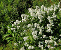 Multiflora Rose Bush Starter Plant Bare Root 6-12 Inches Rosa multiflora for Hedges & Garden Borders