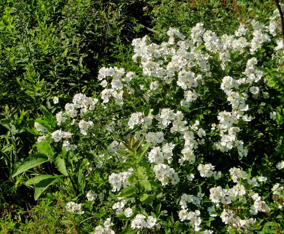 Multiflora Rose Bush Starter Plant Bare Root 6-12 Inches Rosa multiflora for Hedges & Garden Borders