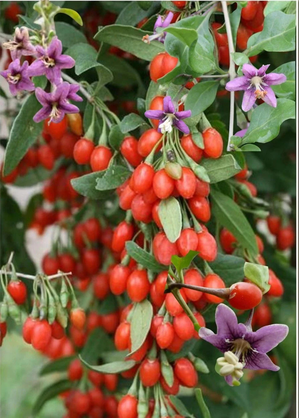 Red Goji Berry Seeds - Organic Lycium barbarum Superfood Seeds for Home Garden, Container Growing, 30+ Seeds