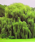 Weeping Willow Trees 4 Pack - Golden Foliage, Arching Canopy - Salix babylonica, Moist Soil, Full Sun to Partial Shade