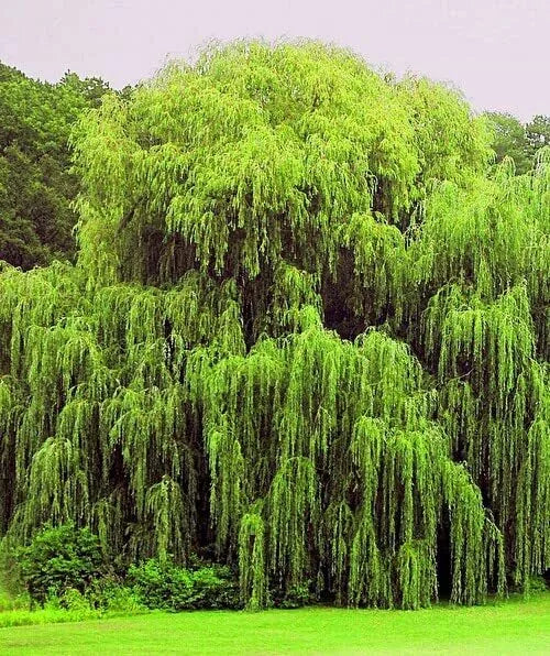 Weeping Willow Trees 4 Pack - Golden Foliage, Arching Canopy - Salix babylonica, Moist Soil, Full Sun to Partial Shade