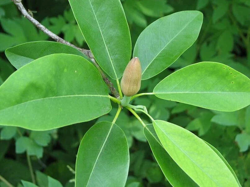 Sweetbay Magnolia Tree Seeds - 30 Pack - Northern Variety - Magnolia virginiana - Fragrant White Flowers, Evergreen Leaves