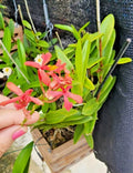 Epidendrum Radicans Pink Orchid Rooted Cutting - Full Sun Orchid Plant