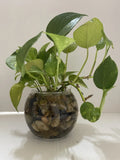 Pothos Live Plant Cuttings - 3 Pack, Epipremnum aureum, Trailing Vines, Water or Soil Propagation