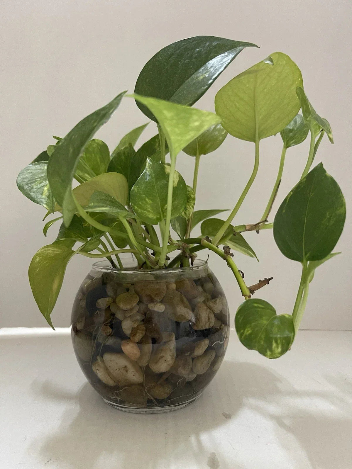 Pothos Live Plant Cuttings - 3 Pack, Epipremnum aureum, Trailing Vines, Water or Soil Propagation