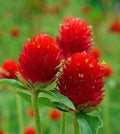 Organic Globe Amaranth Seeds - Strawberry Fields Gomphrena globosa - 200 Seeds for Borders & Cut Flowers