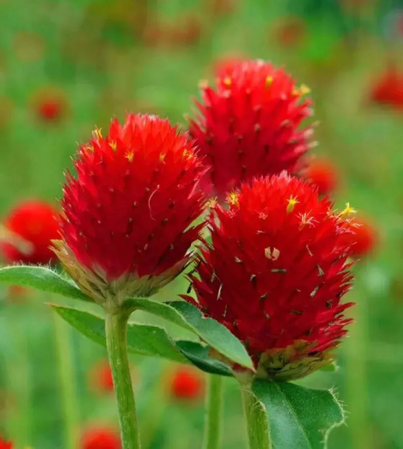 Organic Globe Amaranth Seeds - Strawberry Fields Gomphrena globosa - 200 Seeds for Borders & Cut Flowers