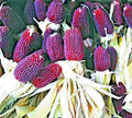 Strawberry Popcorn Seeds - 80 Count - Red Ornamental Zea mays everta - Decorative Corn for Garden & Landscaping