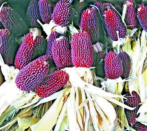 Strawberry Popcorn Seeds - 80 Count - Red Ornamental Zea mays everta - Decorative Corn for Garden & Landscaping