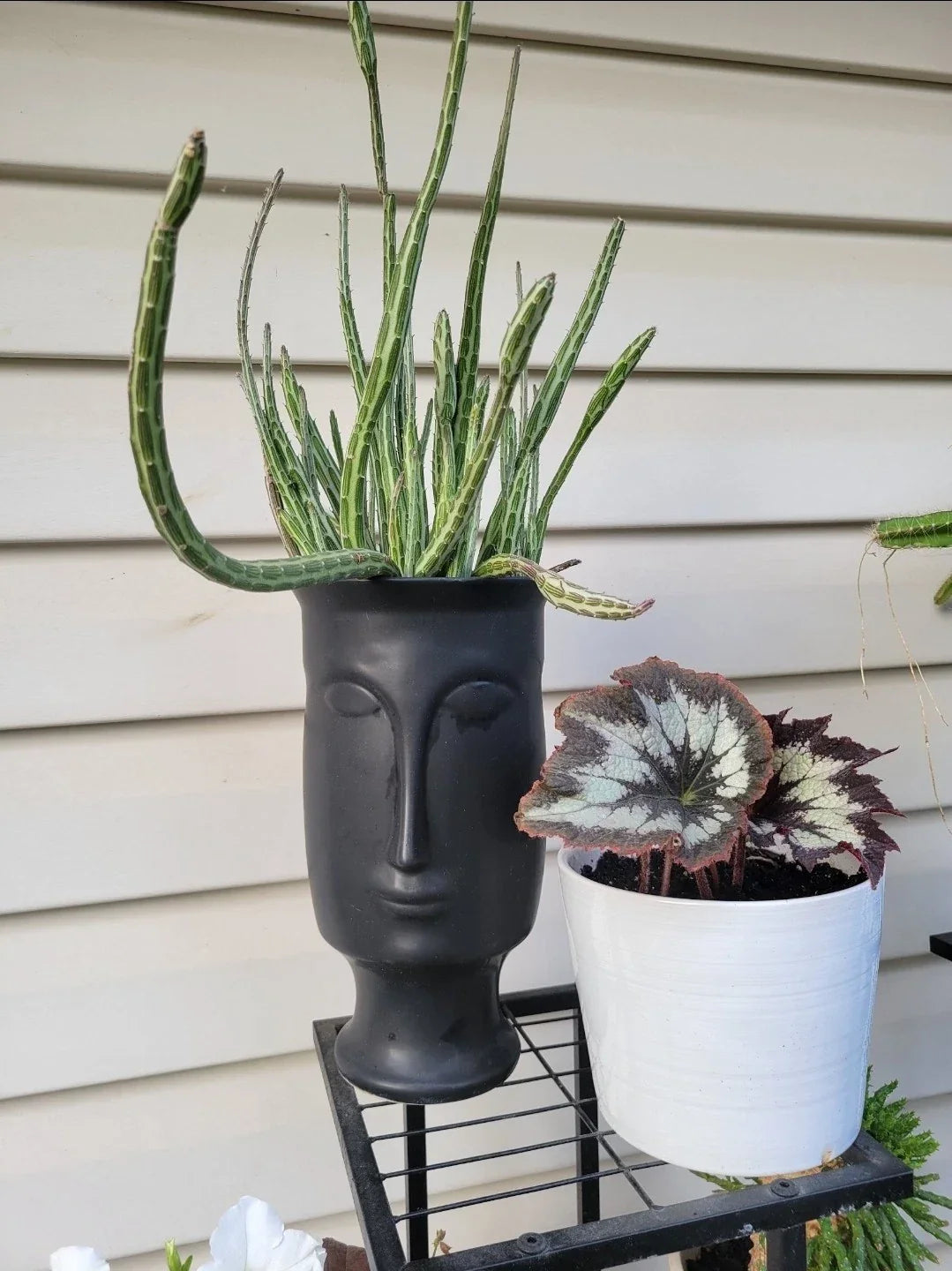 6" Senecio Stapeliiformis Cutting - Pickle Plant Succulent for Indoor Decor, Drought-Tolerant, Unique Cactus for Head Planter