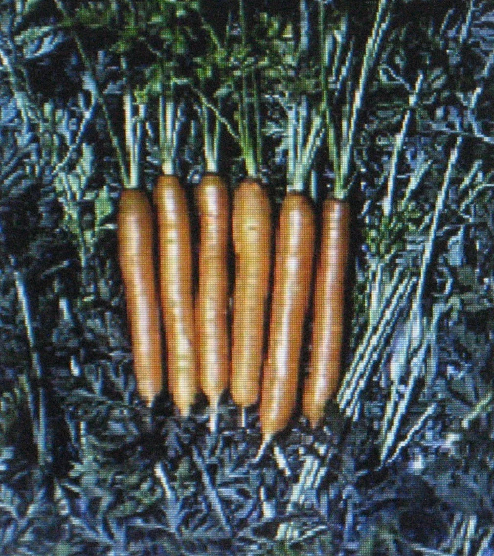 Little Finger Carrot Seeds - 200 Count, Very Early Daucus carota, Compact, Sweet, Heirloom, for Container & Garden Planting