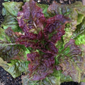 Prizehead Lettuce Seeds – Non-GMO Vegetable Seeds for Salad Gardens, Lactuca sativa, 600+ Seeds, USA Grown