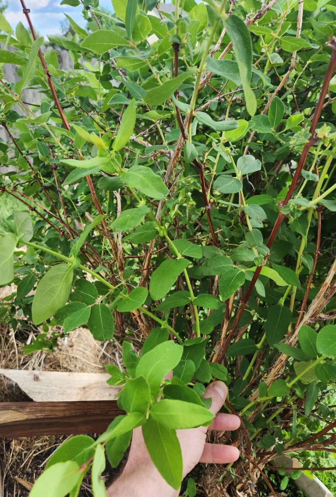 Honeyberry Cuttings - 8 pcs - Lonicera caerulea - Berry Blue - Leaves Starting to Grow