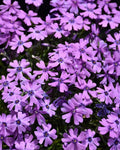 Purple Beauty Moss Phlox Seeds - 100+ Pack, Perennial Ground Cover, Phlox subulata, Full Sun, Well-Drained Soil, USA
