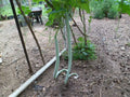 Long Snake Gourd Seeds, Chichinda Variety, Cucurbita ficifolia, Grow 8-10 Feet, Vining Vegetable, 10 Pack