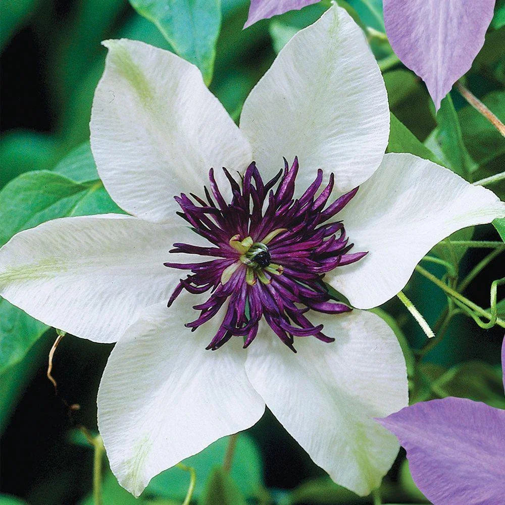 Clematis Seeds - 25 White Purple Perennial Flower Seeds for Climbing Vines, Garden Trellises & Arbors - Clematis x jackmanii