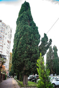 Green Giant Thuja Seeds – 30+ Pack, Arborvitae Cedar Tree, Thuja plicata, Evergreen Privacy Screen, Fast-Growing Hedge Seeds
