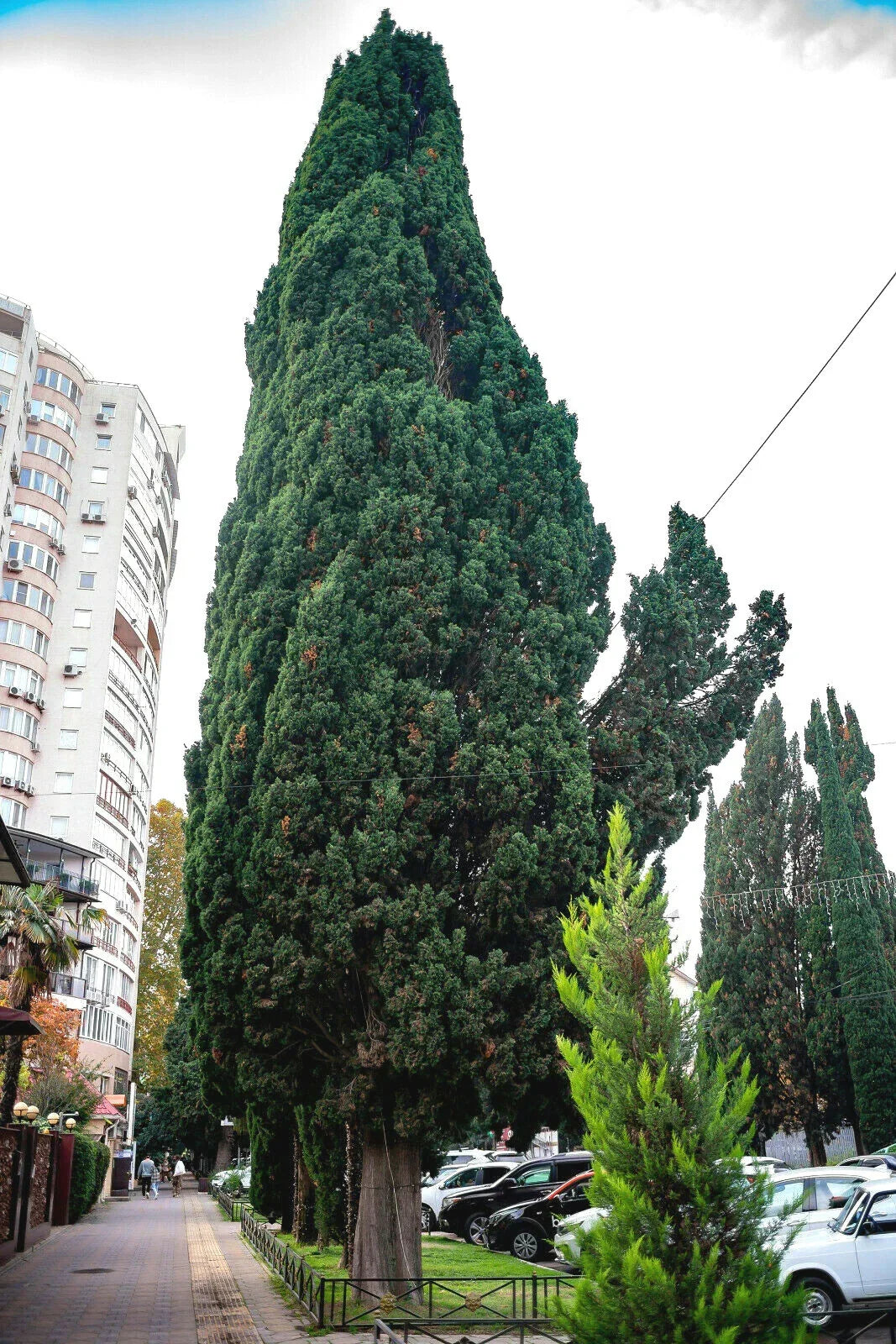 Green Giant Thuja Seeds – 30+ Pack, Arborvitae Cedar Tree, Thuja plicata, Evergreen Privacy Screen, Fast-Growing Hedge Seeds