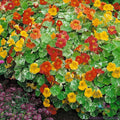 Nasturtium Seeds 50+ Pack - Alaska Mix - Edible Flowers & Vibrant Blooms - Tropaeolum majus