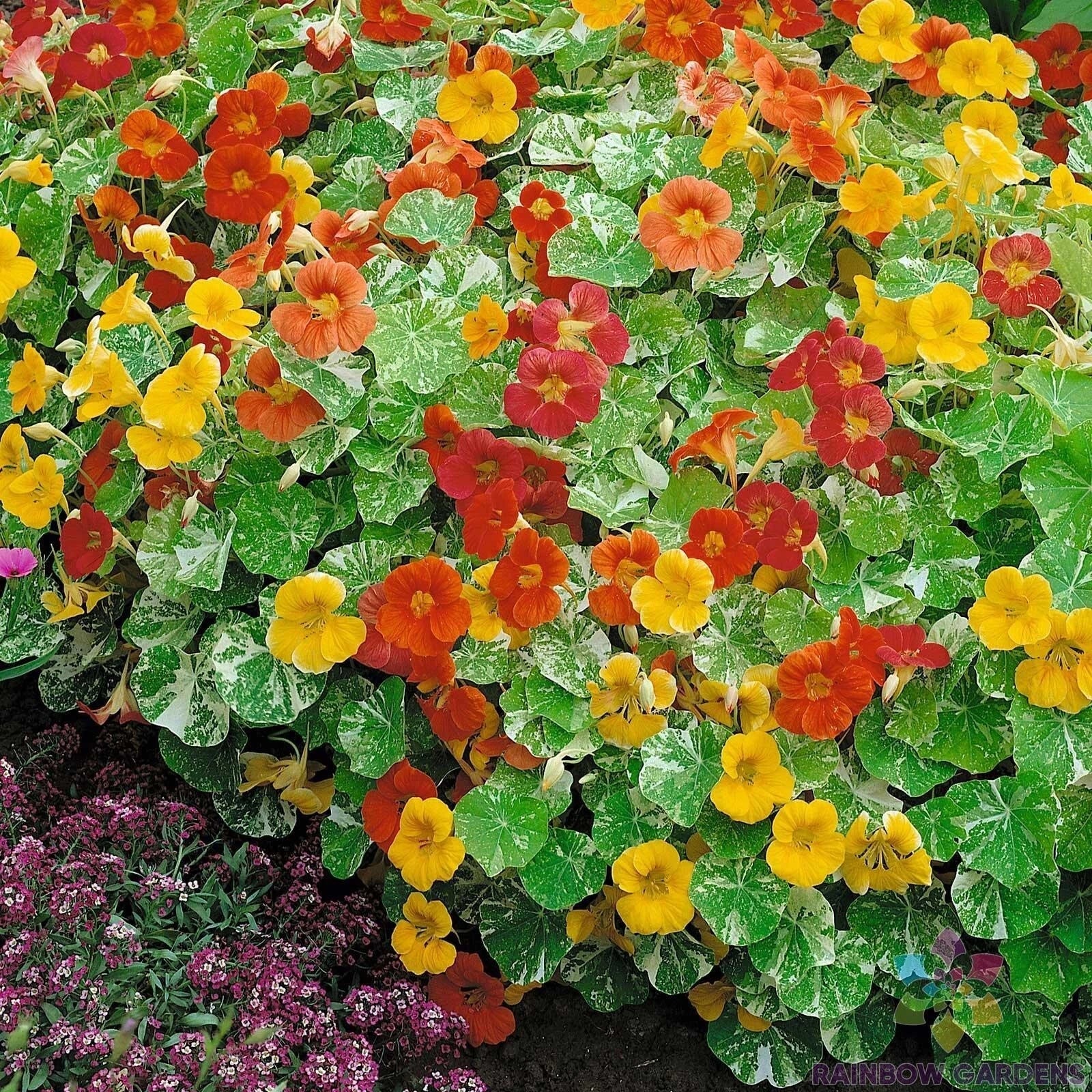 Nasturtium Seeds 50+ Pack - Alaska Mix - Edible Flowers & Vibrant Blooms - Tropaeolum majus