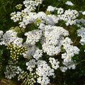 White Yarrow Seeds - 2250 Count, Perennial, Achillea millefolium, Drought-Tolerant, Pollinator-Friendly, Garden Planting Seeds