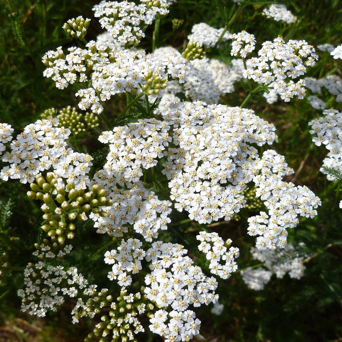 White Yarrow Seeds - 2250 Count, Perennial, Achillea millefolium, Drought-Tolerant, Pollinator-Friendly, Garden Planting Seeds