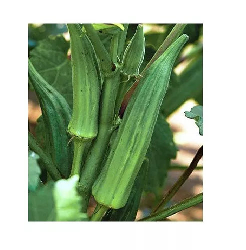 Okra Seeds - Clemson Spineless Heirloom Non-GMO Seeds for Tender Pods, 4000 Pack, Easy to Grow, Perfect for Home Gardens & Small Farms