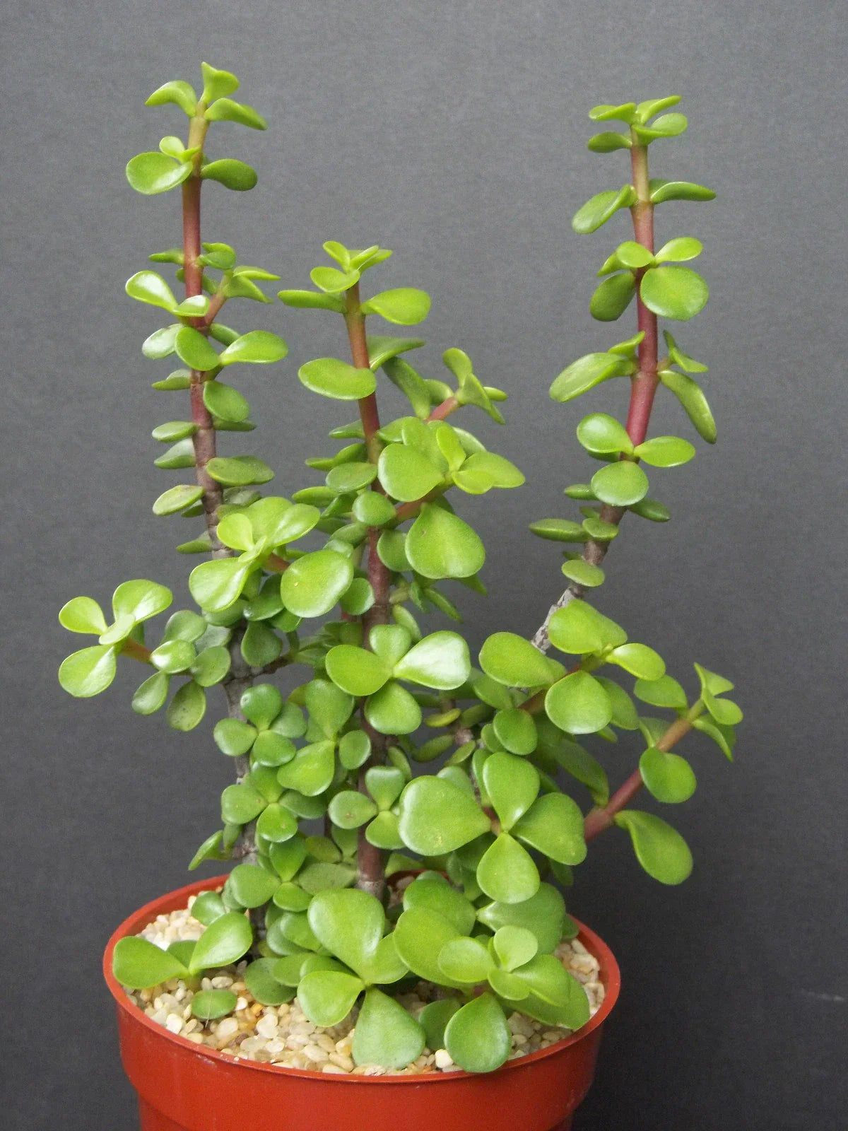 Mini Jade Tree Plant - 4-Inch Portulacaria Afra Succulent - Green Elephant Bush Bonsai for Indoor & Outdoor Decor
