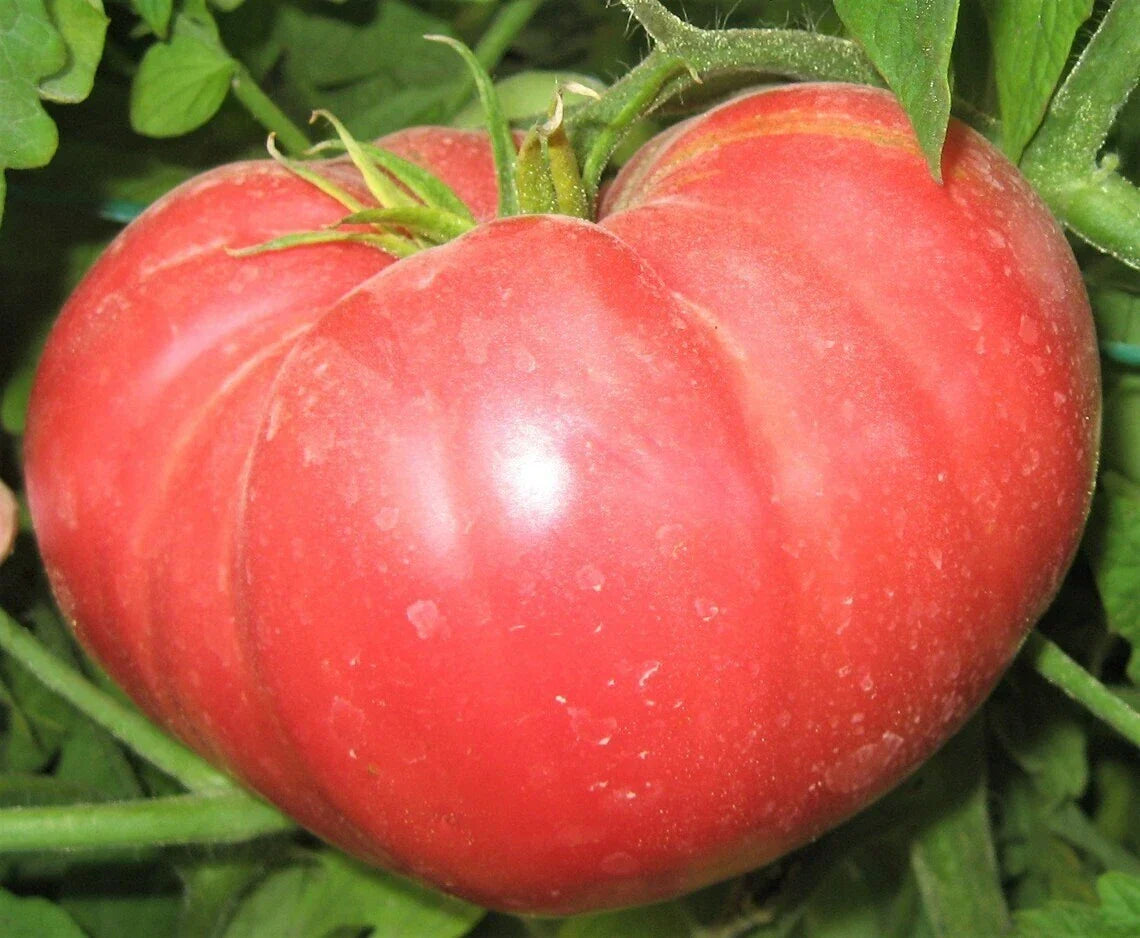 Beefsteak Tomato Seeds – Non-GMO Heirloom, Juicy Large Tomatoes, Solanum lycopersicum, Vegetable Seeds for Garden & Container