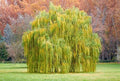 Outdoor Weeping Willow Tree Kit - Salix babylonica - Educational Kids STEM Project Plant