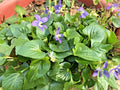 Purple Wild Violets Flower Bulbs - 100 Perennial Bare Root Plants - Viola sororia