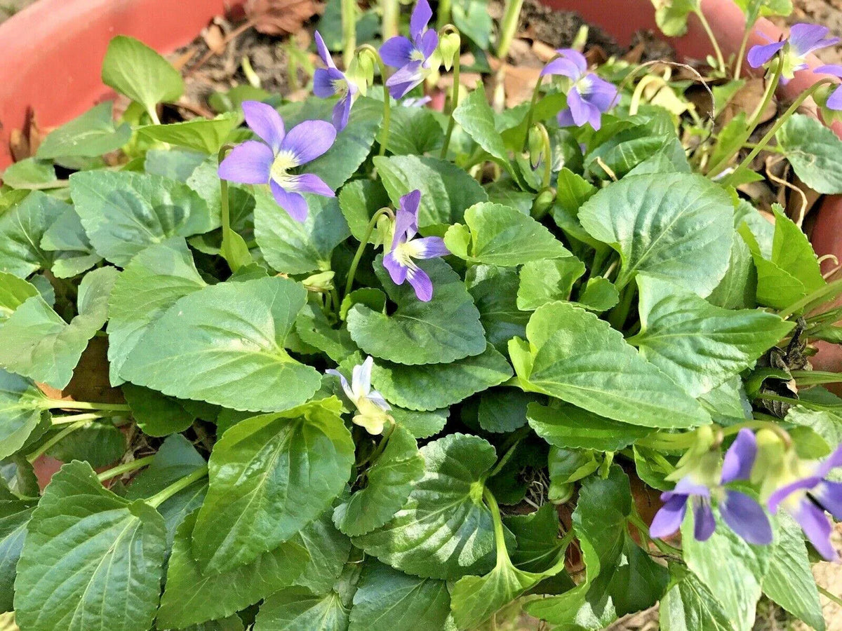 Purple Wild Violets Flower Bulbs - 100 Perennial Bare Root Plants - Viola sororia