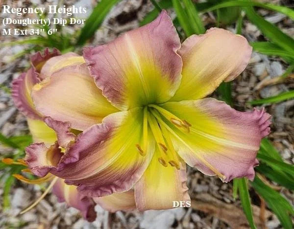 Daylily Live Plant Regency Heights - 34" Northern Hardy Hemerocallis