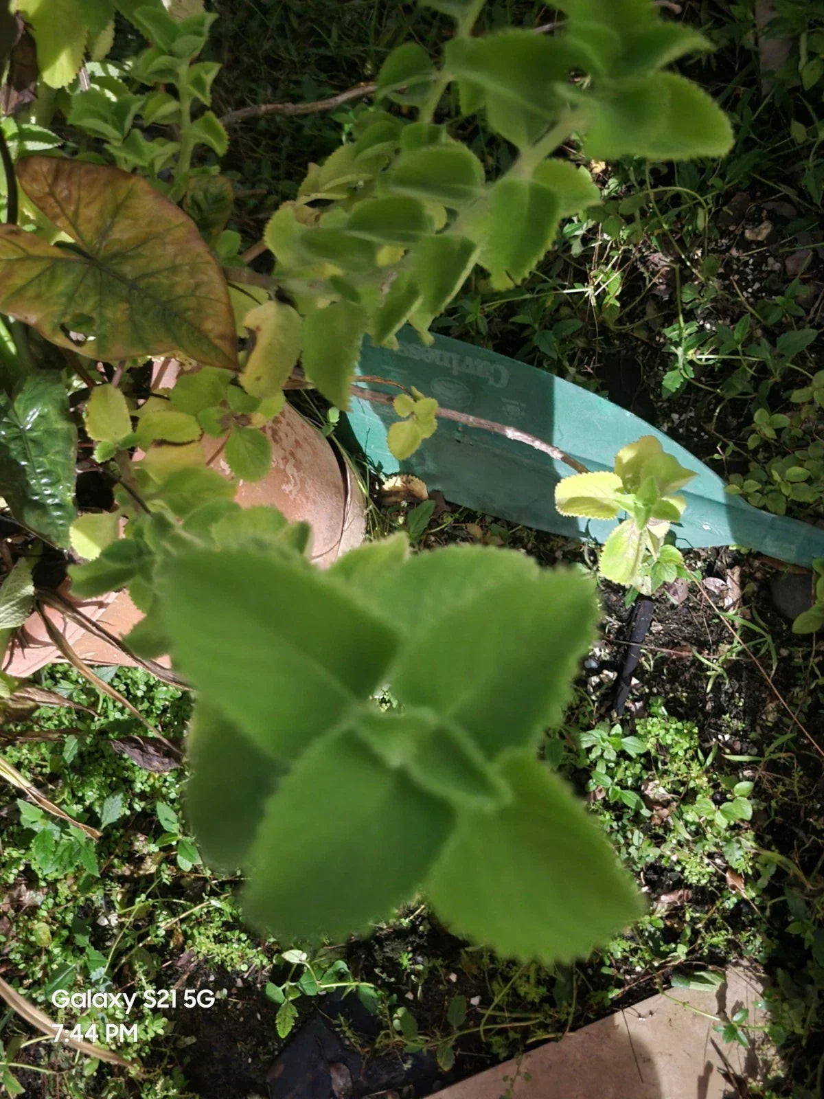 Cuban Oregano Cuttings - 2 Live Plectranthus amboinicus Herb Plants for Cooking & Gardening