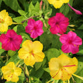 Four O'Clock Seeds Pink & Yellow Mix – Mirabilis jalapa Flower Seeds for Garden, Containers & Borders