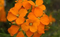 Siberian Wallflower Seeds - Organic Erysimum cheiri - Perennial Flower Seeds for Garden, Borders, Containers, 500 Seeds