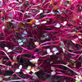 Amaranth Red Garnet Seeds - Bulk Non-GMO Heirloom for Microgreens & Garden Planting - Amaranthus cruentus